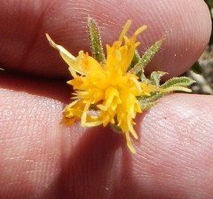 Ericameria discoidea