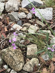 Hesperidanthus linearifolius