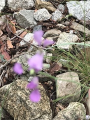 Hesperidanthus linearifolius