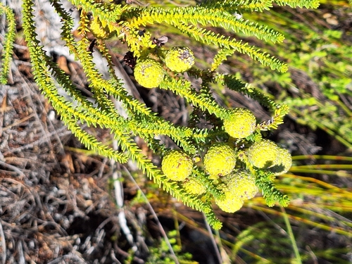 Image of Berzelia abrotanoides by (c) Adele SL, some rights reserved (CC BY)