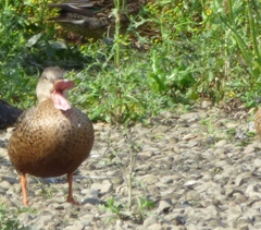 Spatula clypeata