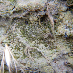 Pterygoneurum ovatum