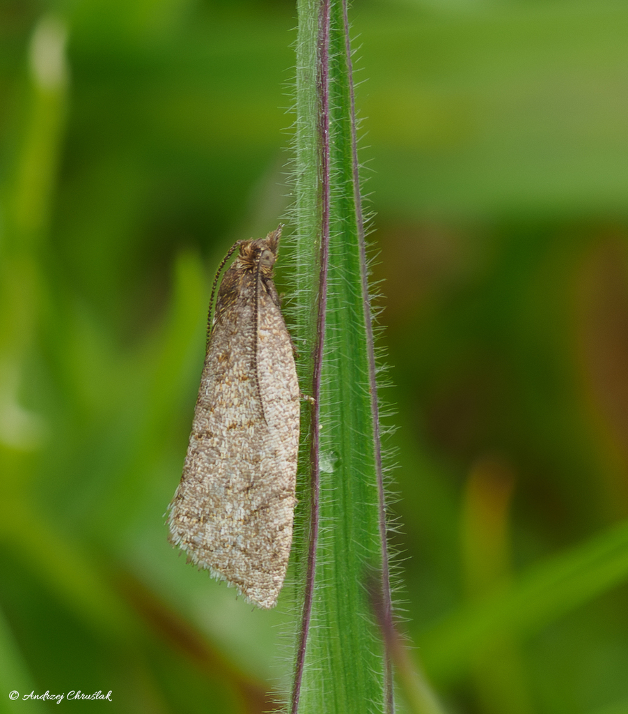 Obscure Tortrix