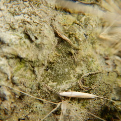 Pterygoneurum ovatum