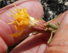 Ericameria discoidea
