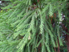 Cryptomeria