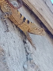 Ctenosaura macrolopha
