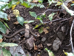 Thamnophis elegans vagrans