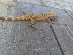 Ctenosaura macrolopha