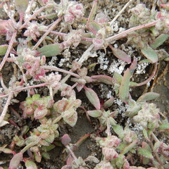 Atriplex dioica