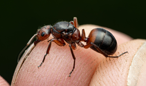 Formica pratensis nuotrauka