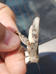 Cratypedes neglectus