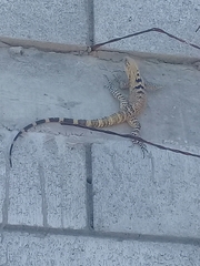 Ctenosaura macrolopha