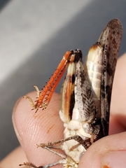 Cratypedes neglectus