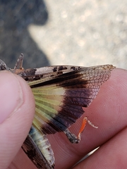 Cratypedes neglectus