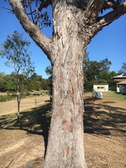 Eucalyptus resinifera