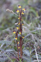 Pedicularis flammea