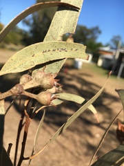 Eucalyptus resinifera
