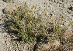 Ericameria discoidea