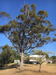 Eucalyptus resinifera