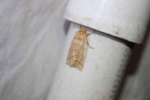 Citrine Sallow photo 5
