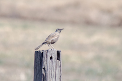 Cincloramphus cruralis