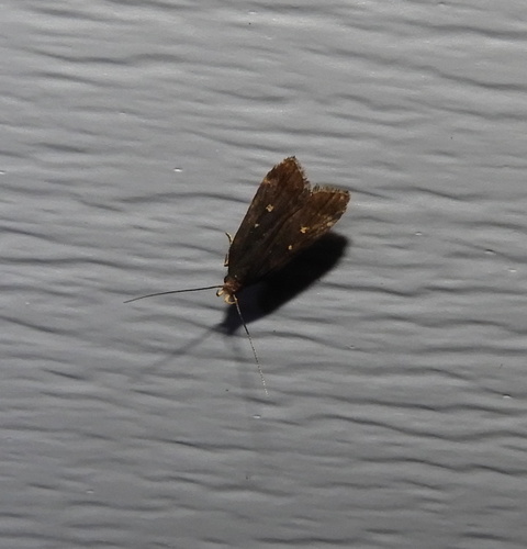Dichomeris agonia photo 2