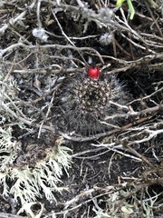 Mammillaria hutchisoniana louisae