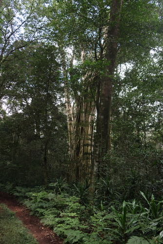 Chirinda fig (Ficus chirindensis)