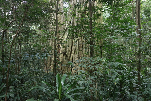 Chirinda fig (Ficus chirindensis)