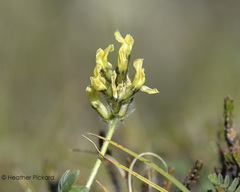 Oxytropis maydelliana