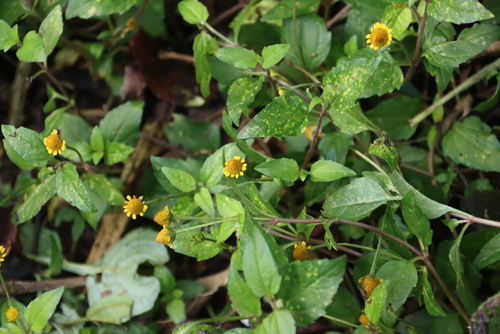 Acmella caulirhiza (Acmella caulirhiza)