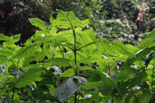 Image of Brillantaisia cicatricosa by (c) Tony Rebelo, some rights reserved (CC BY-SA)