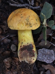 Boletus holoxanthus