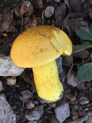 Boletus holoxanthus
