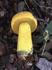 Boletus holoxanthus