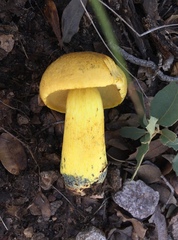 Boletus holoxanthus