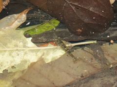 Paratya curvirostris