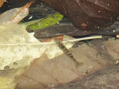 Paratya curvirostris