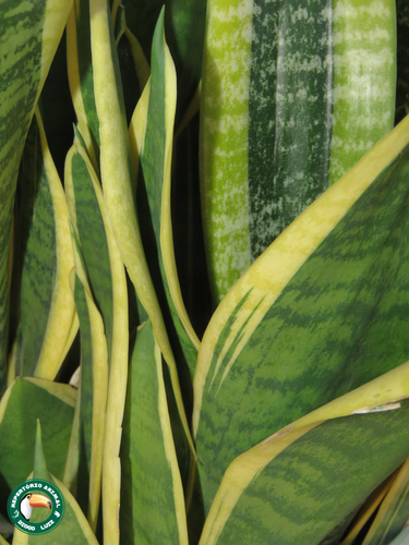 Sansevieria trifasciata 'Golden Hahnii' 2