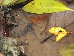 Paratya curvirostris