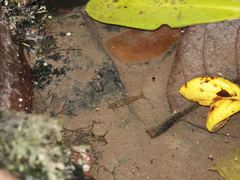 Paratya curvirostris