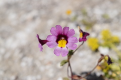 Erythranthe rhodopetra