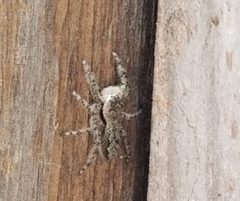 Platycryptus