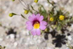 Erythranthe rhodopetra