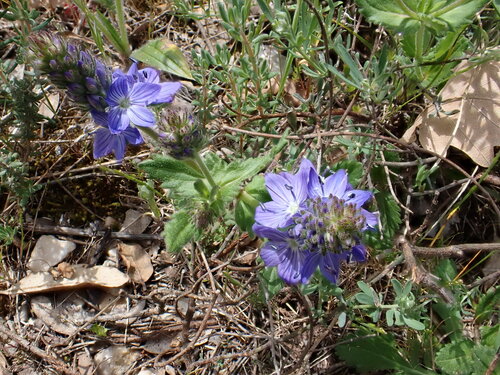 Image of Veronica orsiniana by (c) David Delon, some rights reserved (CC BY)