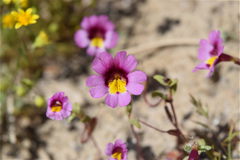 Erythranthe rhodopetra