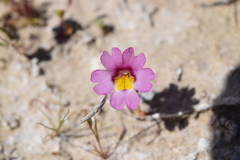 Erythranthe rhodopetra