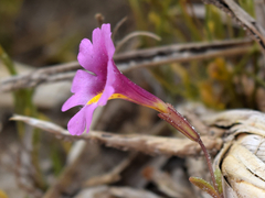 Erythranthe rhodopetra