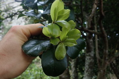 Myrsine chathamica